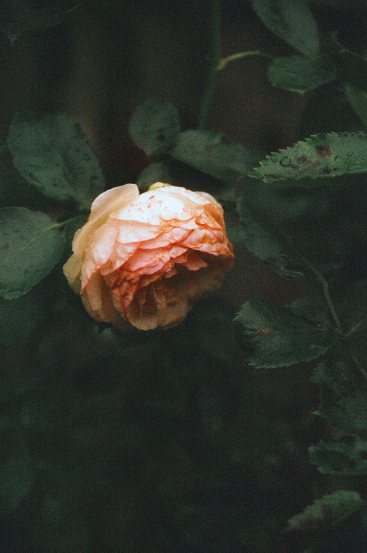 Photograph by @analog.goldvibes — Late Summer Vibes (flowers around my hood)