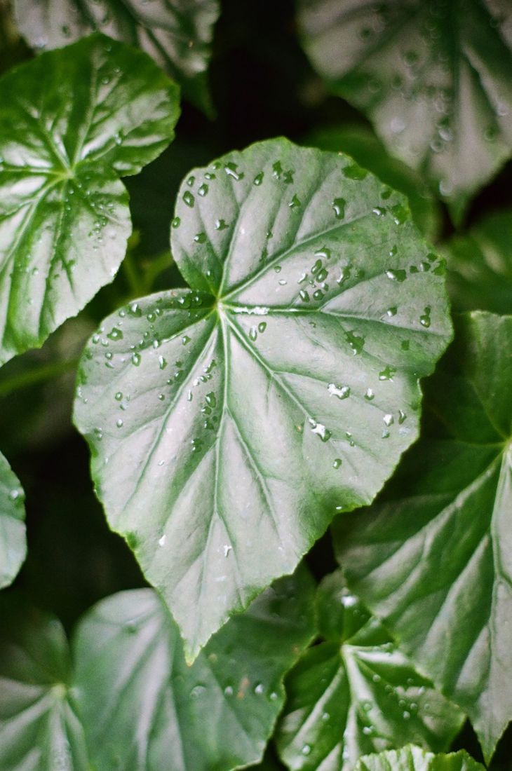 Photograph by @ellarevelyn — Where Green Lives