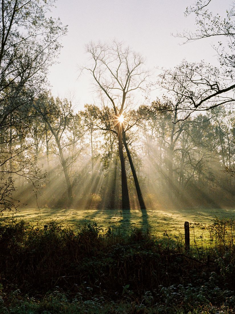 Photograph by @freekswns — Lost between leaves and light