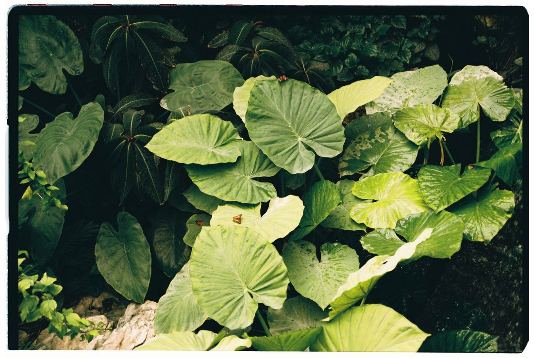 Photograph by @irmabinoux.photo — Green Haus
