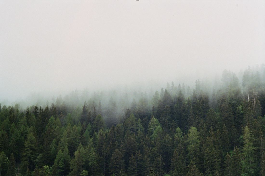 Photograph by @ph.rankrim — O Green World